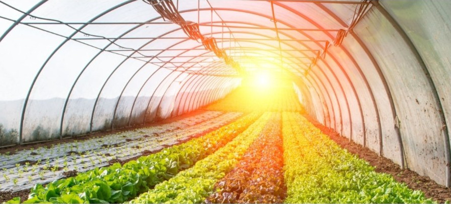 sallad odlad i växthus vintertid